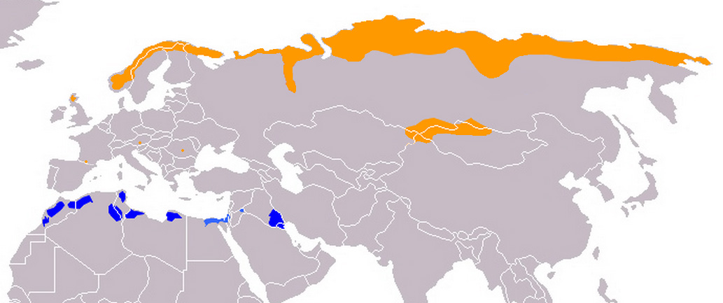 Foto: Eurasian dotterel - výskyt